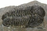 Detailed Proetid (Gerastos) Trilobite Fossil - Morocco #323186-2
